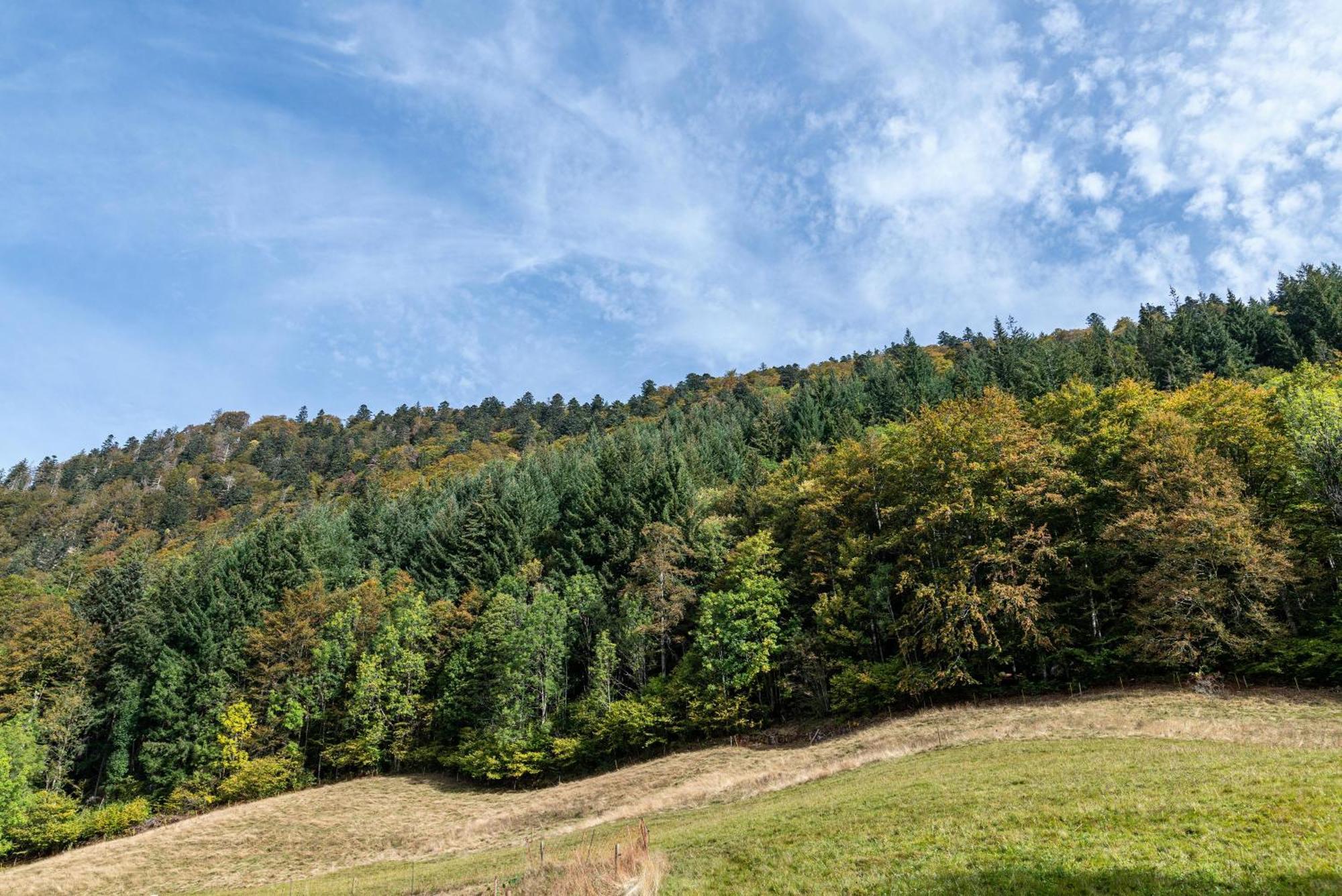 Appartement Zur Linde- Napf *